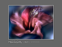 2016_No.09 Motion - 'Dancing Hibiscus'