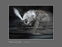 2016_Nr.10 Motion - 'Elephant‘s e-motion'
